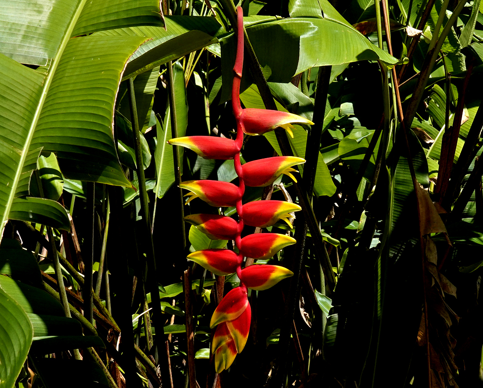 Hanging Heliconia rostrata red and yellow panicles 
