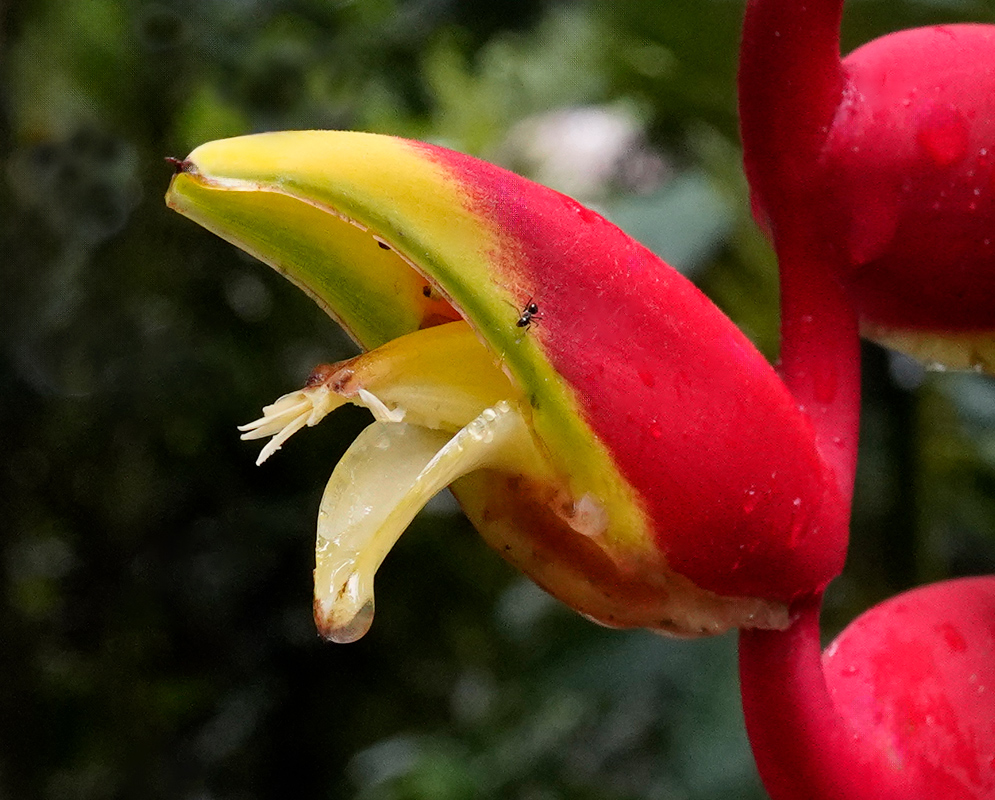 Macro of a yellow flower emerging from the colorful bracts of Heliconia rostrata, with visible nectar and a small ant exploring the petal