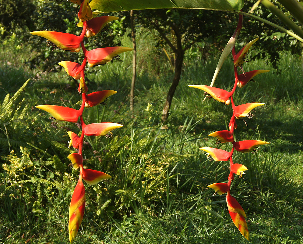 Red and yellow Heliconia rostrata bracts with streaks of green and a yellow flower