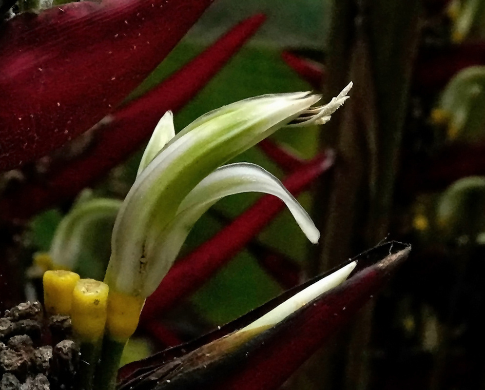 Heliconia scarlatina has cream-green curved flowers emerging from a vivid red bract with yellow-green bases