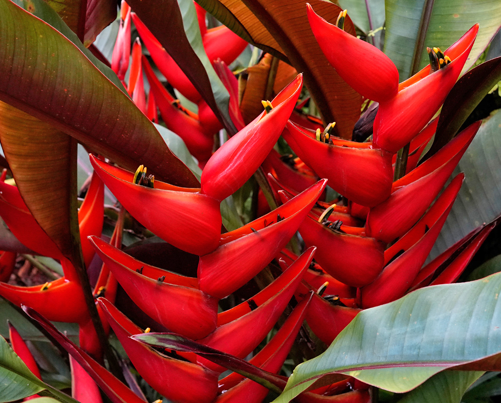 A dense cluster of vivid red Heliconia stricta bracts with small black-tipped flowers emerging from their centers, surrounded by large maroon and green leaves