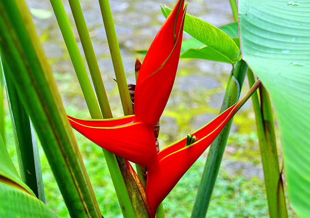 Erect bright red Heliconia stricta bracts with yellow-green borders and a green flower