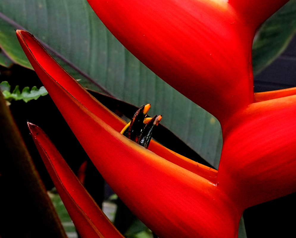 Red erect Heliconia stricta inflorescences