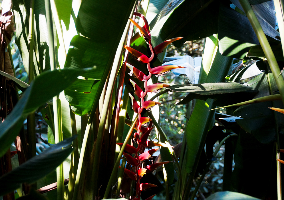 A hanging red Heliconia marginata bract in sunlight