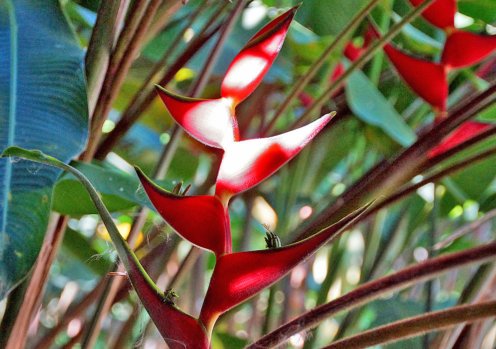 An erect red Heliconia orthotricha bract with yellow and green flowers hit by sunlight