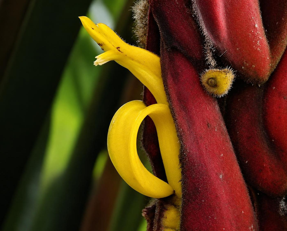 Heliconia trichocarpa has hairy red bracts sheltering an S-shaped yellow flower with a greenish tip
