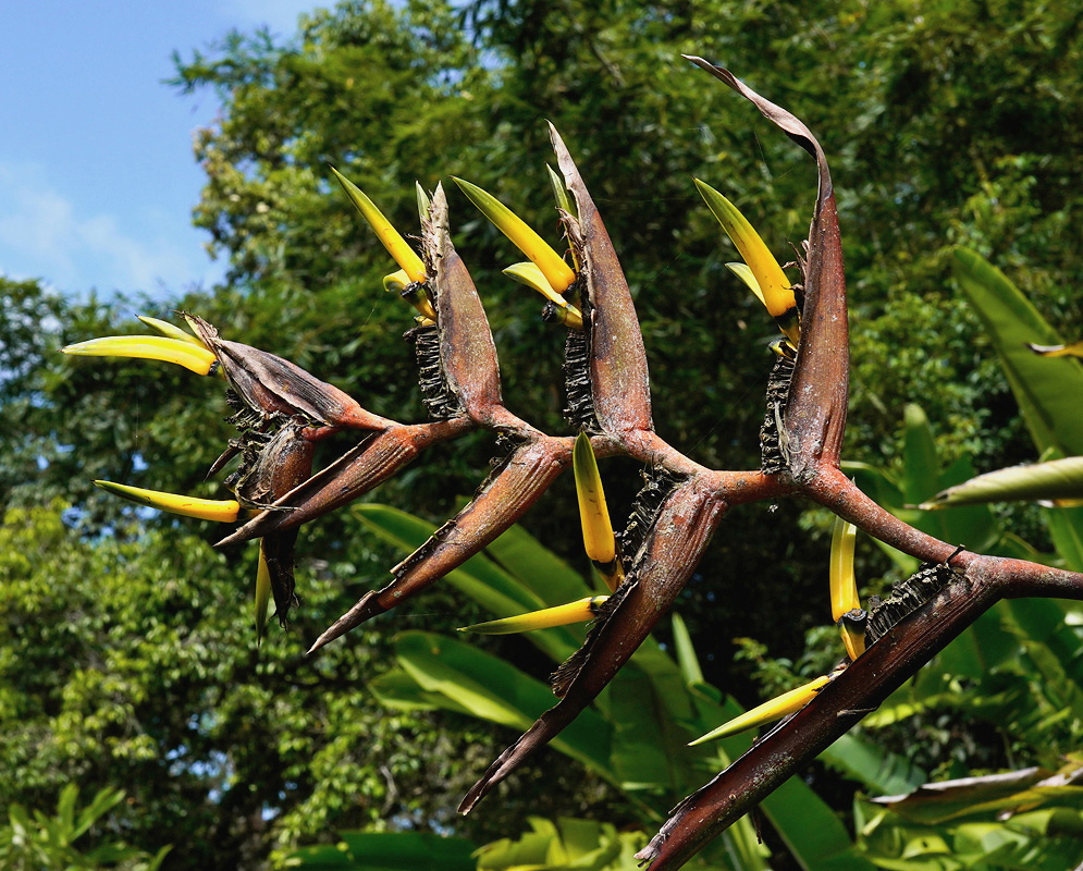 Heliconia vaginalis has long yellow flowers projecting from reddish-brown pointed bracts beside a green leaf