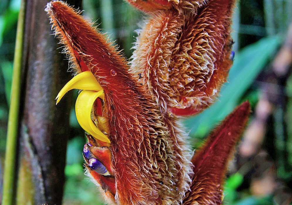 Heliconia vellerigera yellow flower protruding from bracts covered with cinnamon-colored hairs