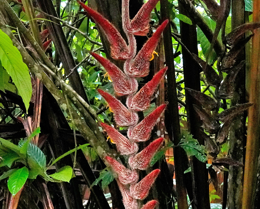 A dramatic inflorescence of Heliconia vellerigera featuring large, fuzzy red bracts with yellow flower tips, hanging prominently in the tropical forest understory