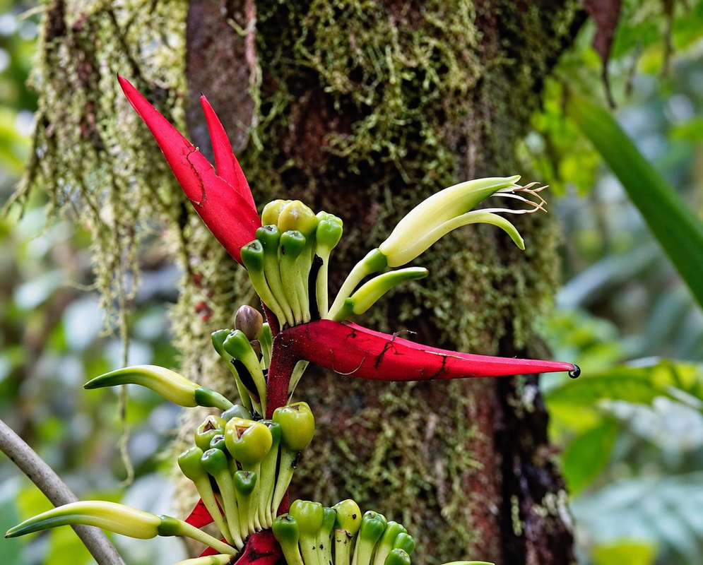 Heliconia virginalis has upright narrow red bracts beside curved cream-green flowers and rounded green developing fruits