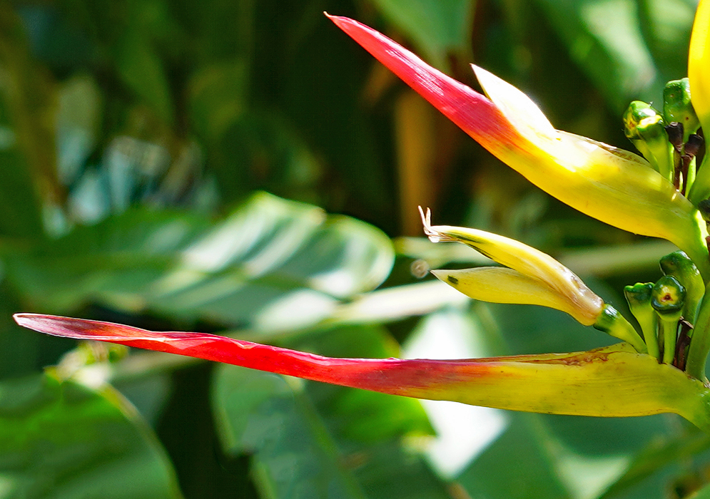 Yellow Heliconia hirsuta flower with red and yellow bract