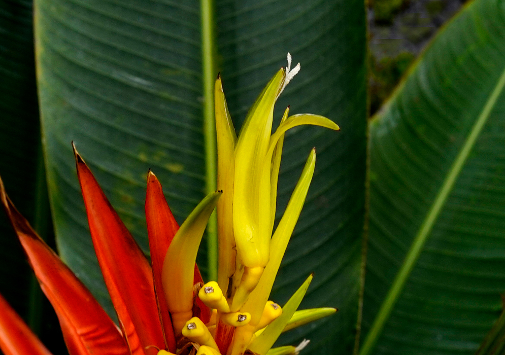 Bright red Heliconia venusta bracts and yellow flowers under jungle shadow and an insect climbing a pointy bract