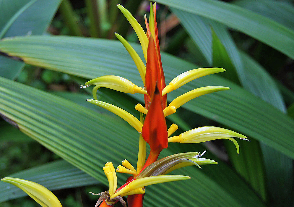 Erect Heliconia inflorescences with orange bracts and yellow flower tipped with green 