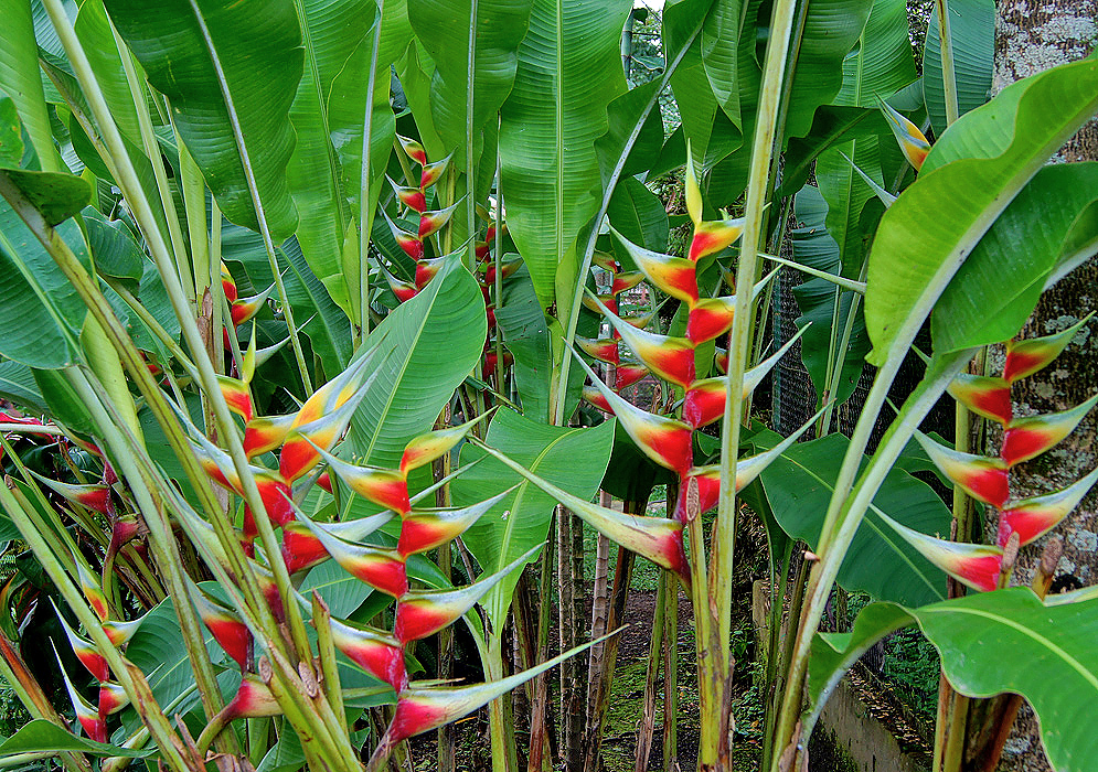 Heliconia aurea plants with erect red, white, green and yellow bracts 