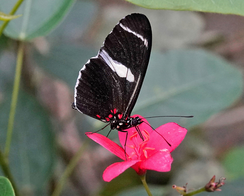 A black Heliconius doris with white forewing bands and red hindwing rays feeds among small flowers