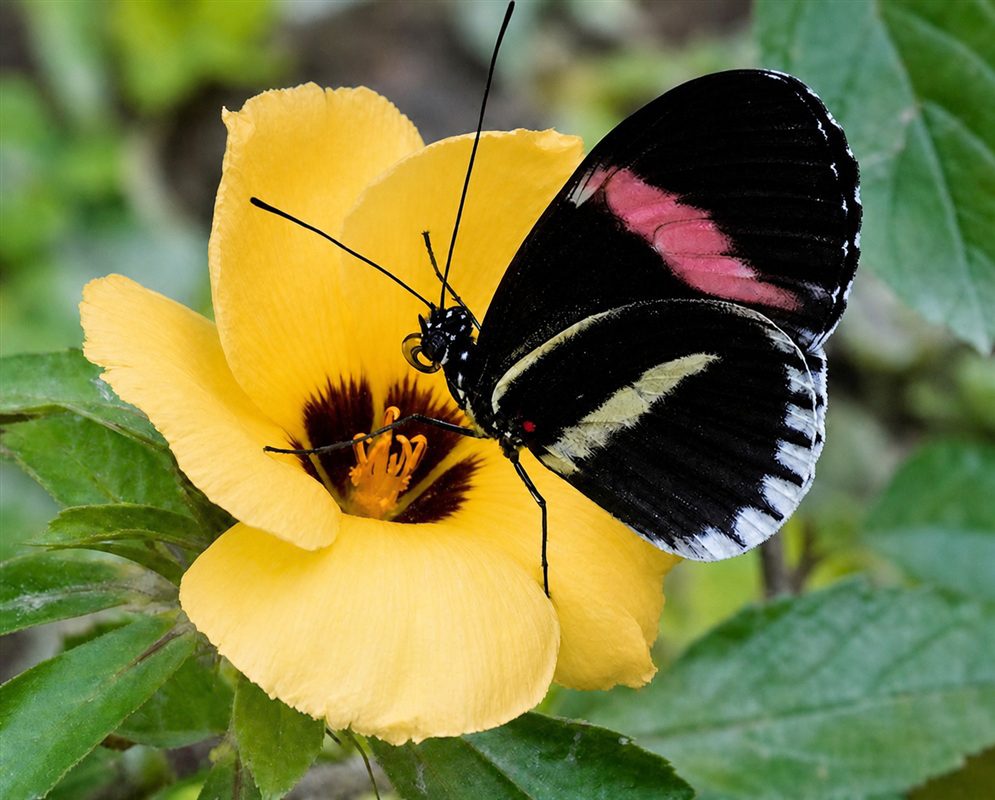 A dark Heliconius erato cyrbia with pink and cream bands feeds on a yellow Turnera flower