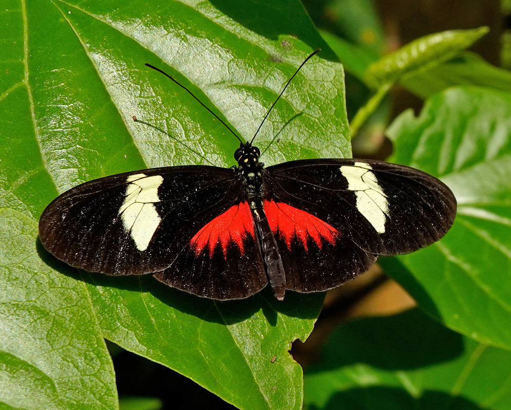 A red white and black Heliconius melpomene rests on a broad green leaf with its wings open