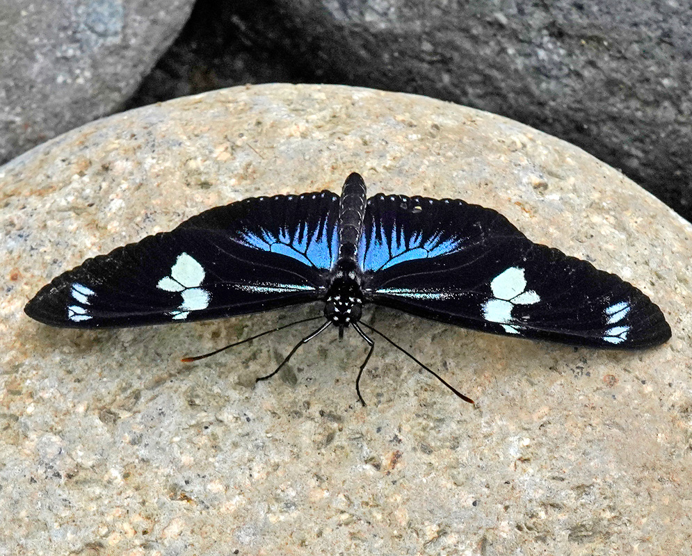 A Heliconius sara rests on a rock with blue iridescent hindwing patches and pale forewing bands visible