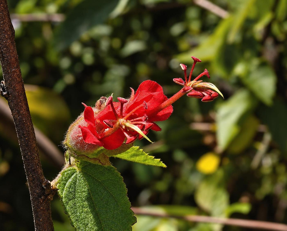 Helicteres guazumifolia has bright red flowers with long projecting reproductive columns above textured green leaves