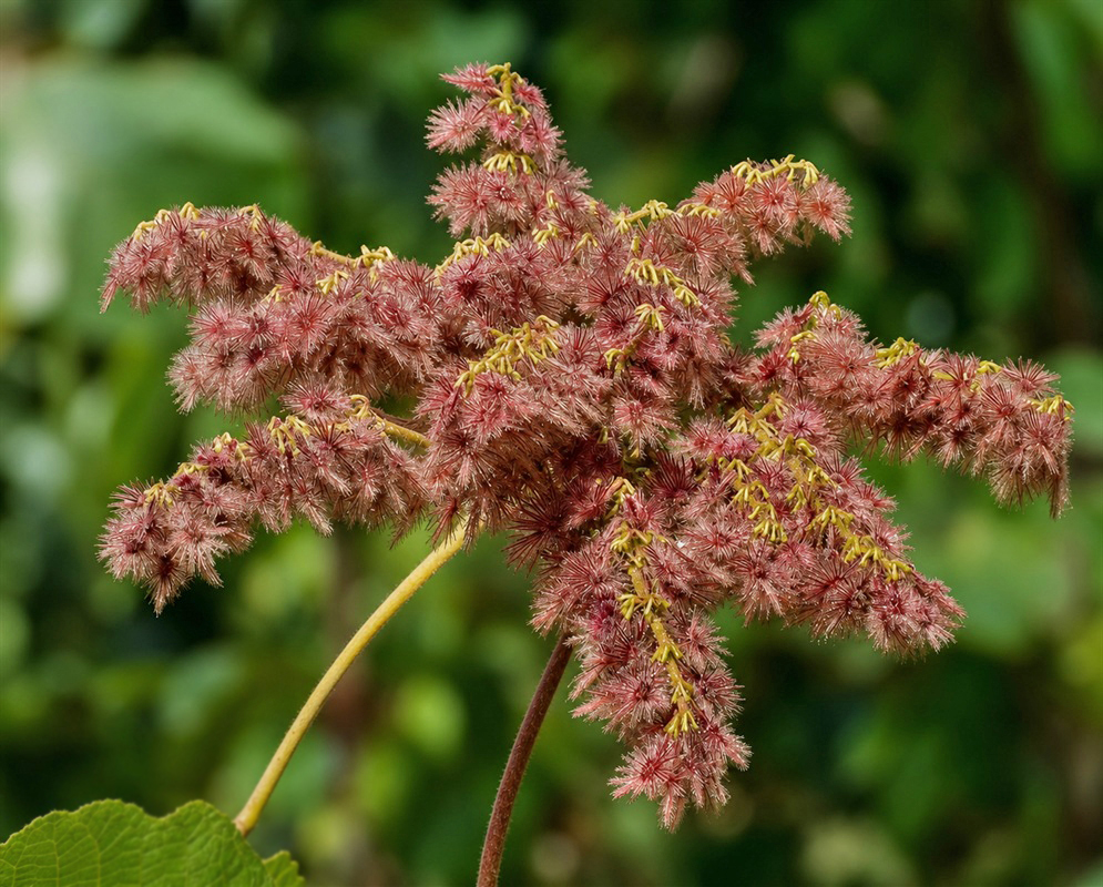 Heliocarpus americanus tree with clustered flowers and broad green leaves in Colombia