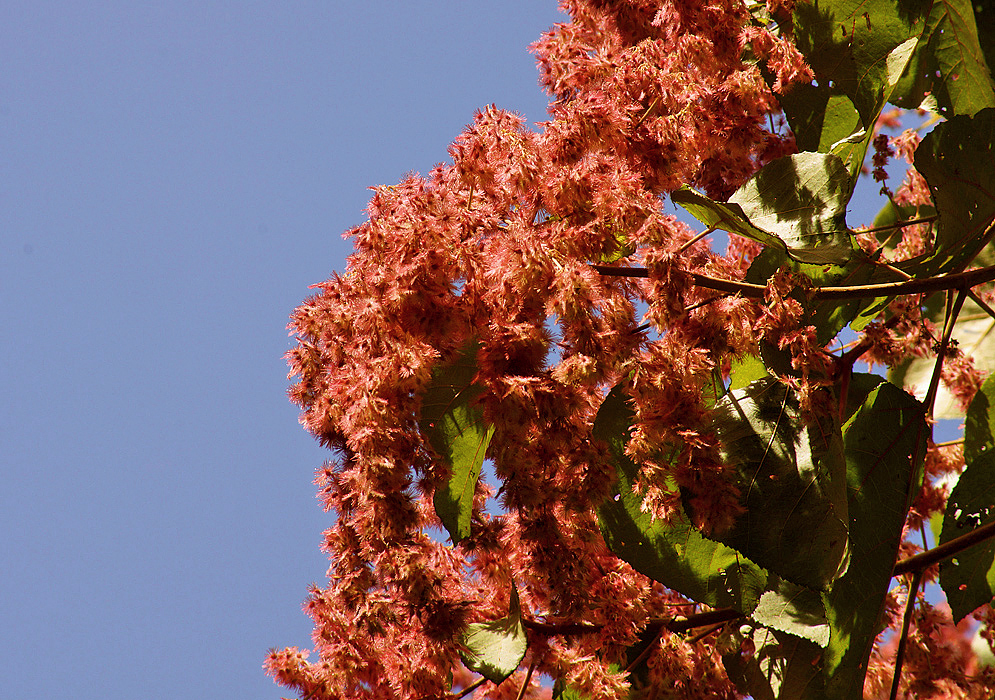 Branches of reddish-pink Heliocarpus americanus inflorescences under a blue sky