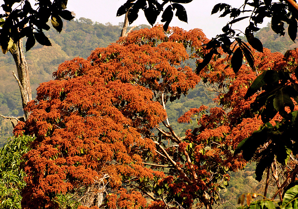 A Heliocarpus americanus tree covered with rusty orange inflorescences in sunlight