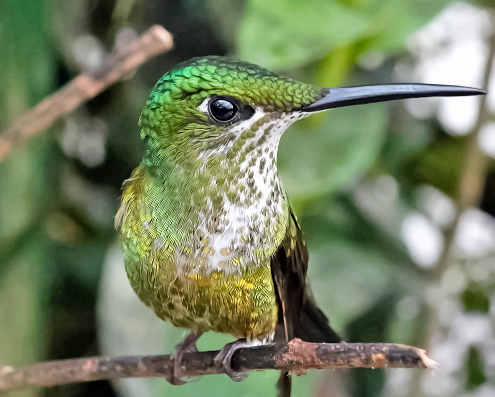 Heliodoxa jacula Female A female hummingbird with green plumage and speckled white underparts sits alert on a twig with her long dark bill pointed forward