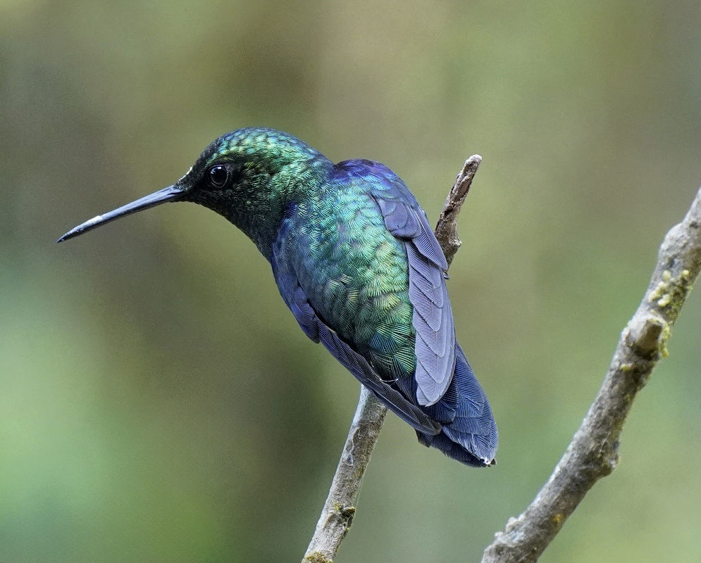 Heliodoxa jacula Full Body Alternate A Heliodoxa jacula shown in a full-body view with its plumage and body shape visible from a second distinct angle