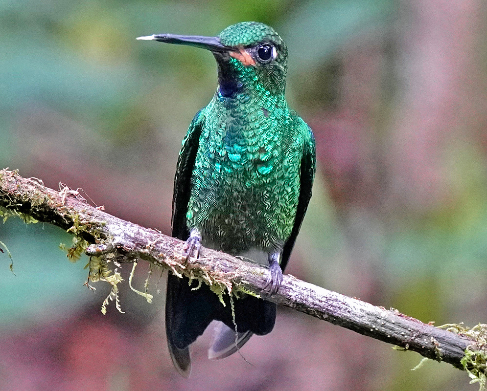 Heliodoxa jacula Male A male hummingbird with vibrant metallic green plumage, a short white mark behind its eye, and a straight black bill rests on a mossy branch