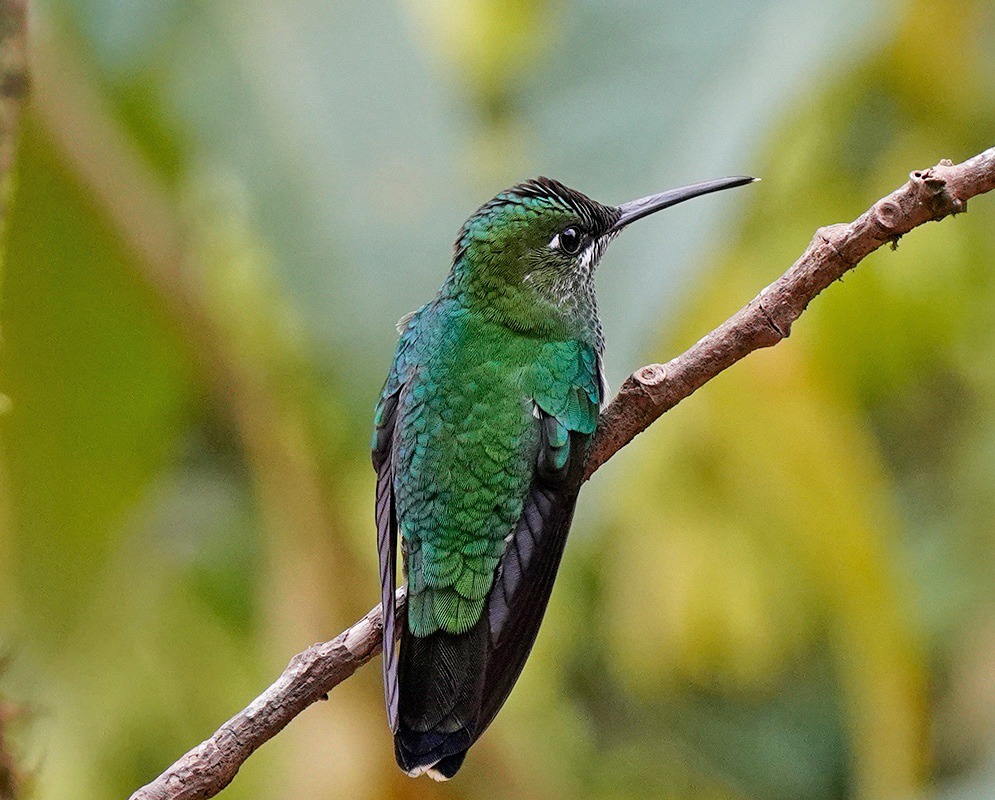 Heliodoxa jacula Side View Alternate A Heliodoxa jacula perched in profile with its side plumage and bill visible from a second distinct angle