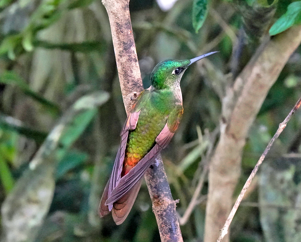 Heliodoxa rubinoides Back A hummingbird perched sideways on a branch displaying a gradient of green and reddish hues on its back and tail under dappled light