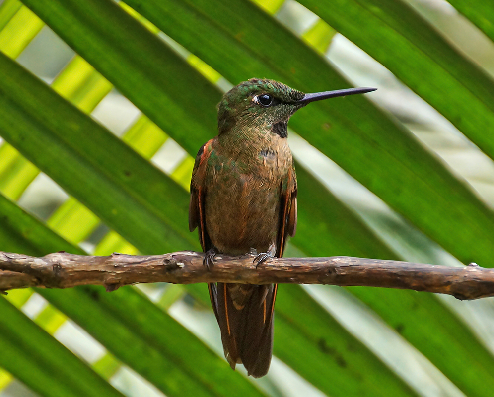Fawn breasted heliodoxa rubinoides perched on a branch