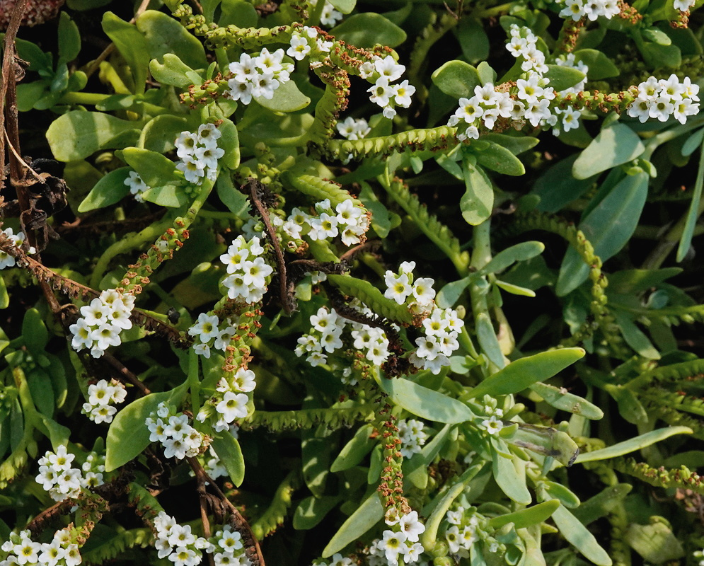 Heliotropium curassavicum has dense curved clusters of tiny white yellow-centered flowers among fleshy green leaves
