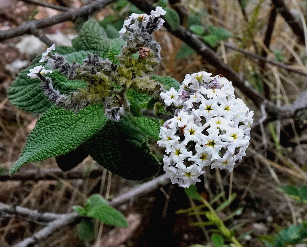 Heliotropium incanum has a rounded cluster of small white flowers beside deeply textured hairy gray-green leaves