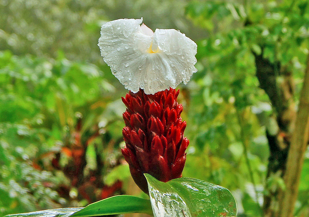 Red Hellenia speciosa inflorescence with a white flower covered in raindrops