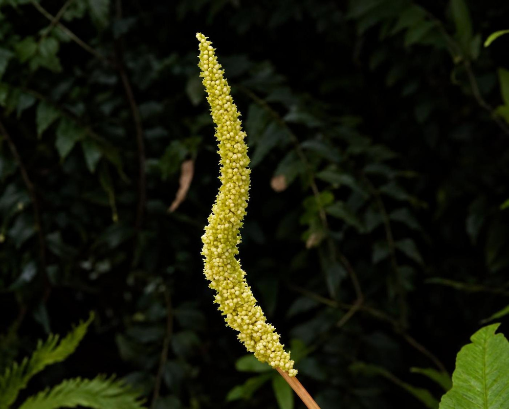 Helminthostachys zeylanica has a slender upright yellow-green fertile spike densely covered with small spore-bearing branches