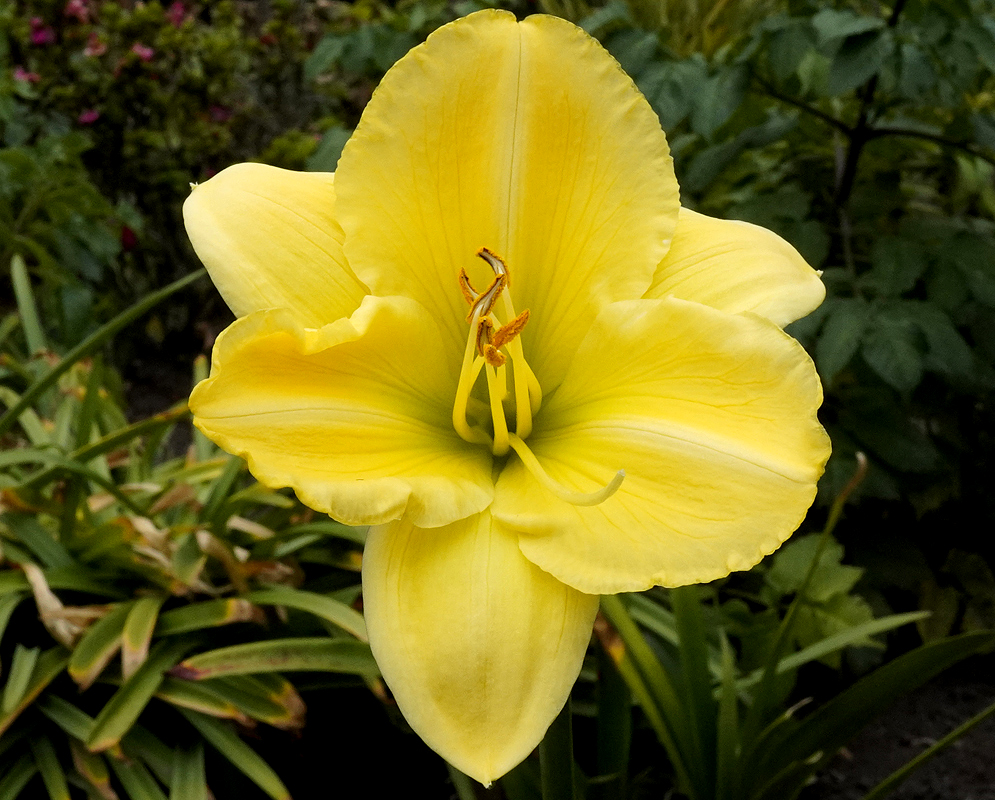 Hemerocallis lilioasphodelus yellow flower