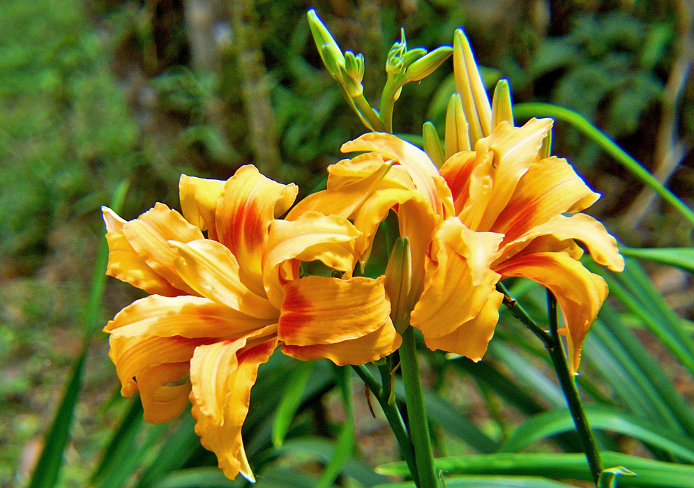 Two orange Day Lilies with red markings