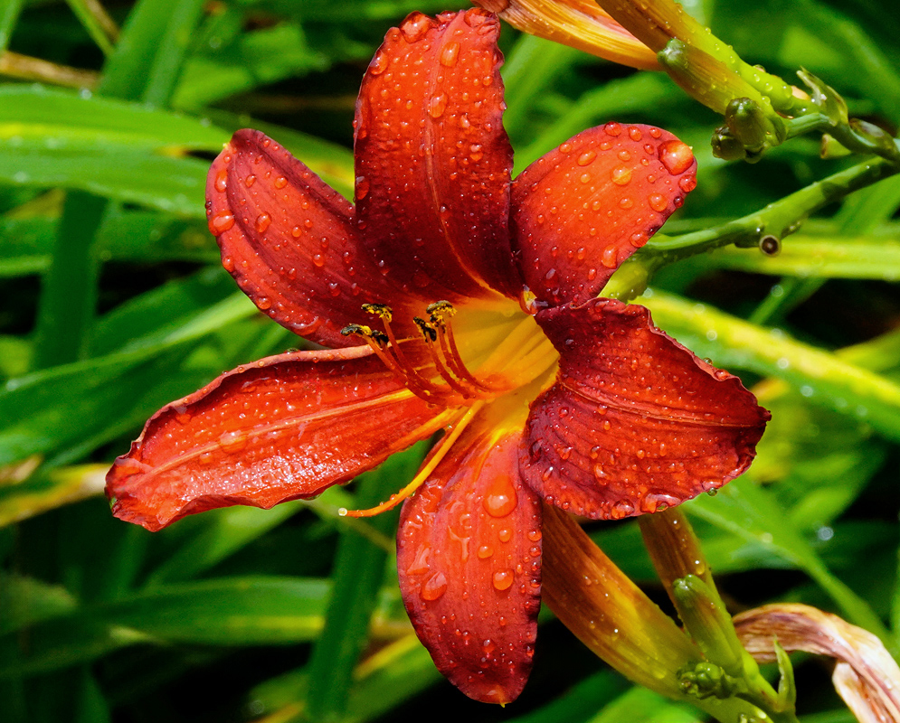 A close-up of a vibrant raindrop-covered Hemerocallis fulva bloom with six reddish-orange petals and a bright yellow throat, surrounded by green foliage