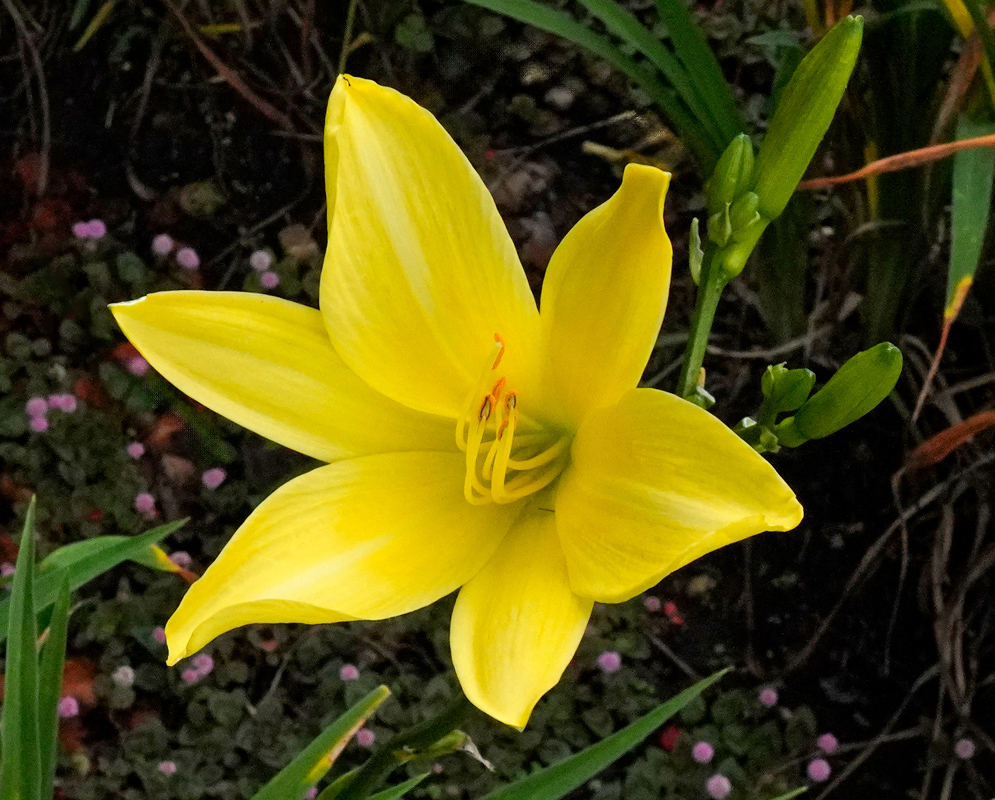 Hemerocallis lilioasphodelus Yellow Flower A radiant yellow Hemerocallis lilioasphodelus flower in full bloom with six smooth petals and central stamens, set against a background of dark soil and small pink ground flowers