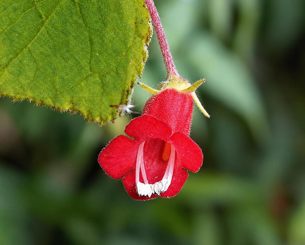Heppiella ulmifolia has a red tubular flower with a curved white lower margin beneath a hairy green leaf