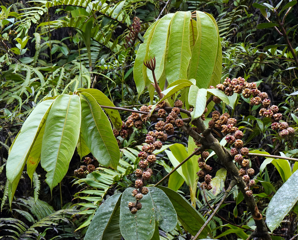 Clustered reddish fruit spikes growing on a Heptapleurum actinophyllum tree, surrounded by large glossy green leaves in a tropical forest