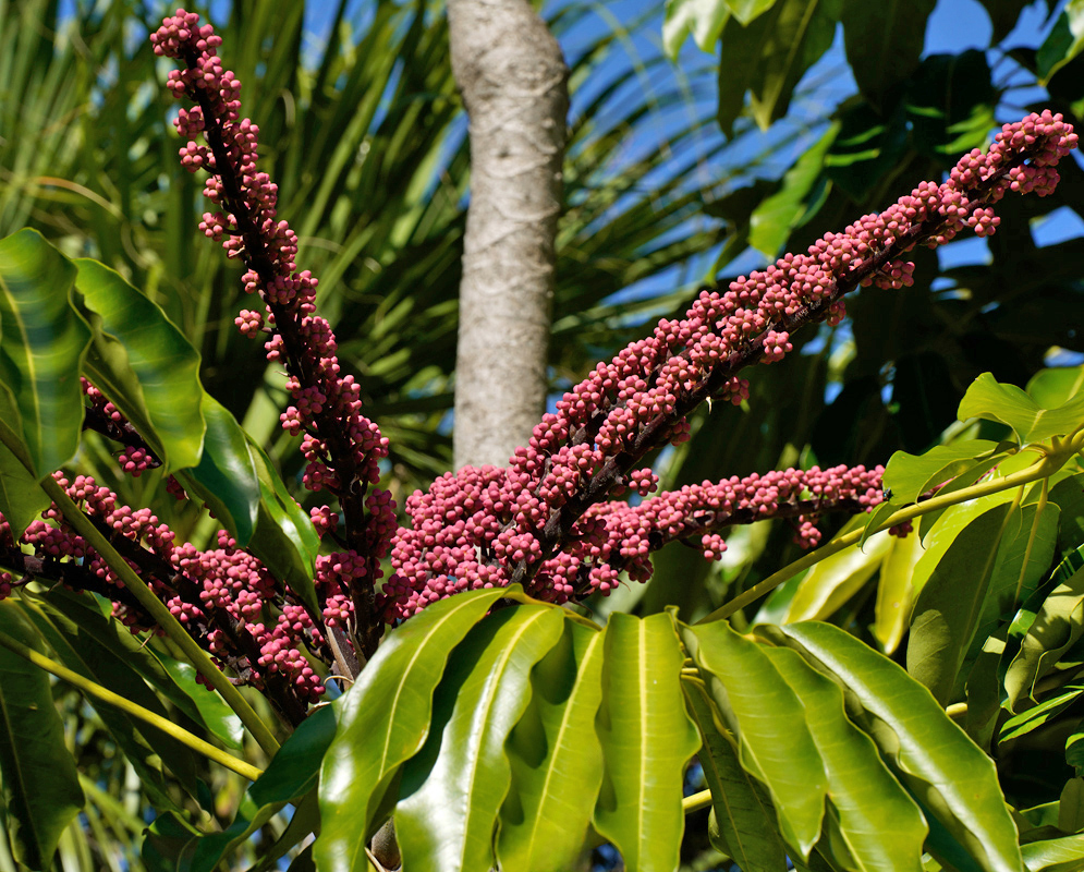 Dense magenta-red flower spikes of the Heptapleurum actinophyllum arch upward from the crown, framed by large palmate green leaves and a blue sky background