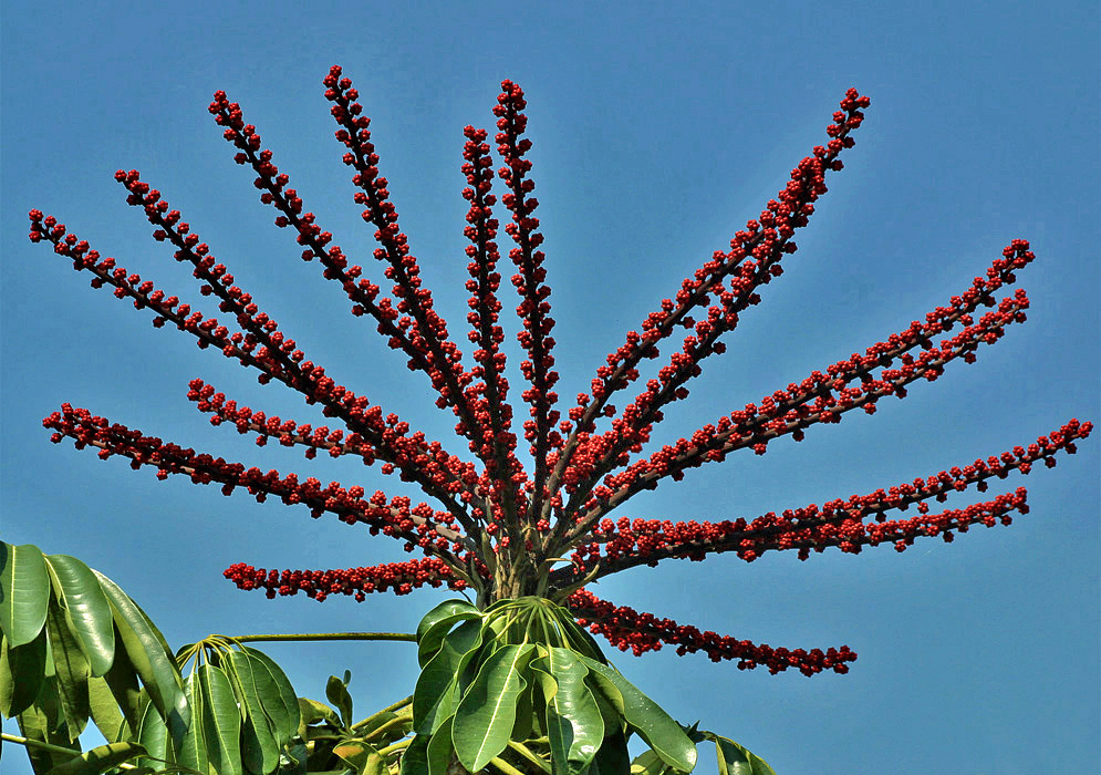 Heptapleurum actinophyllum raceme with red flowers under a blue sky
