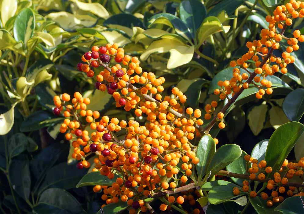 Heptapleurum arboricola clusters of red and orange fruit
