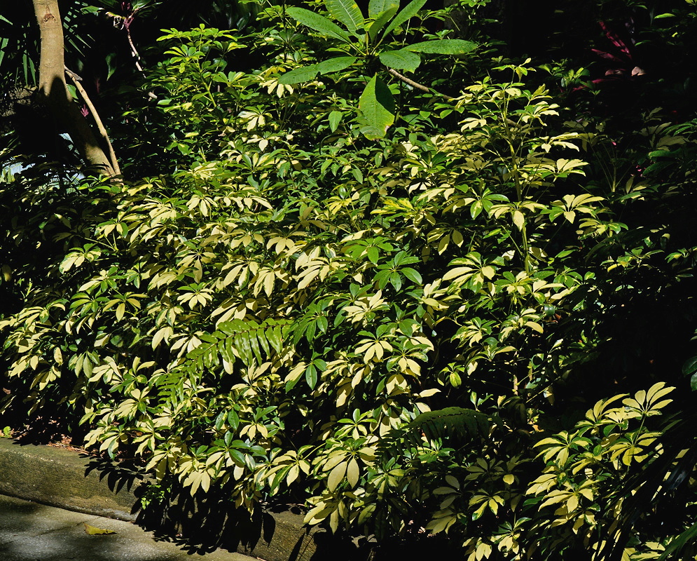 Heptapleurum arboricola Variegated Shrub Heptapleurum arboricola large variegated shrub with many palmate cream and green leaflets