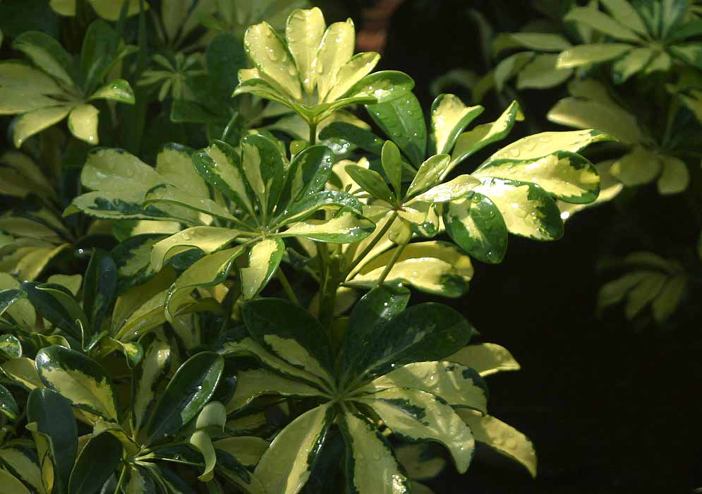 Green and yellow Heptapleurum arboricola leaves covered in raindrops under dabbled sunlight