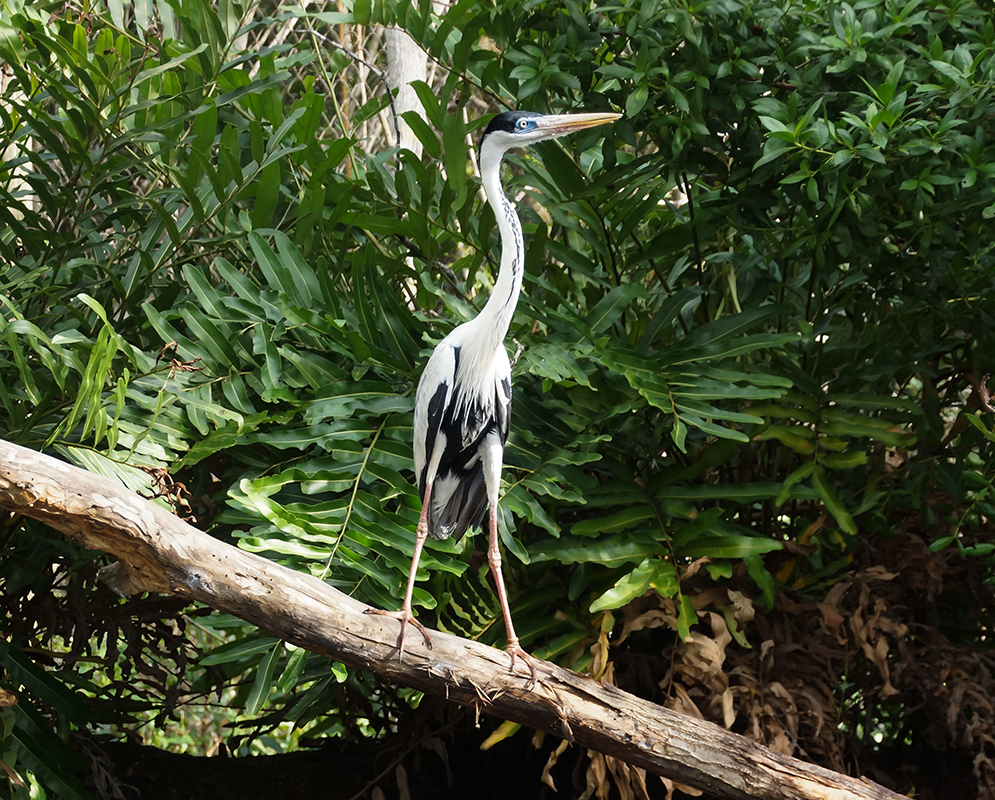 An Ardea cocoi with a long white neck, grey wings, a black cap, a blue lore a yellow beak and one raised leg