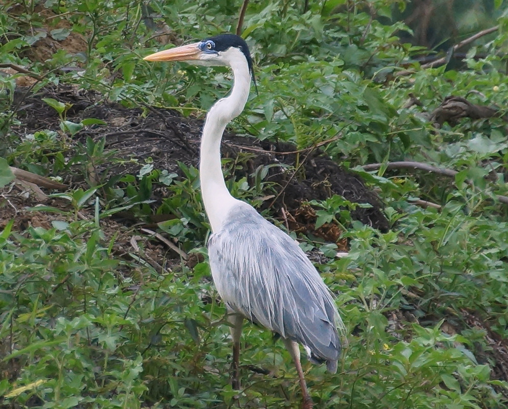 Ardea cocoi Standing Heron Adult Ardea cocoi standing upright with its long pale neck and gray wings visible