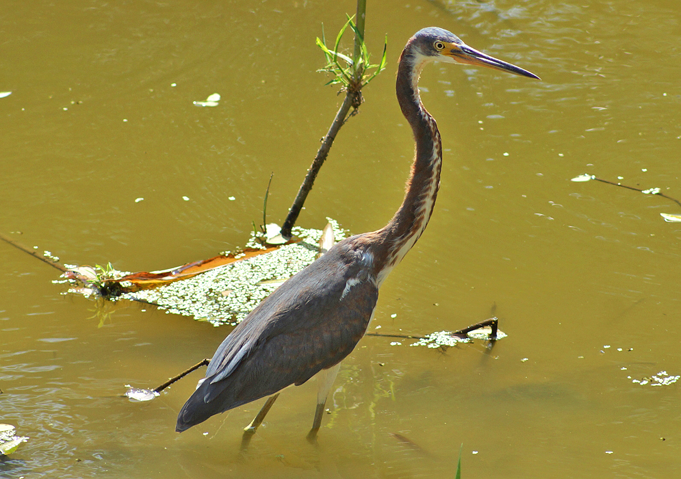 A blue-grey Egretta tricolor with a white and brown neck and a yellow cere and lower beak